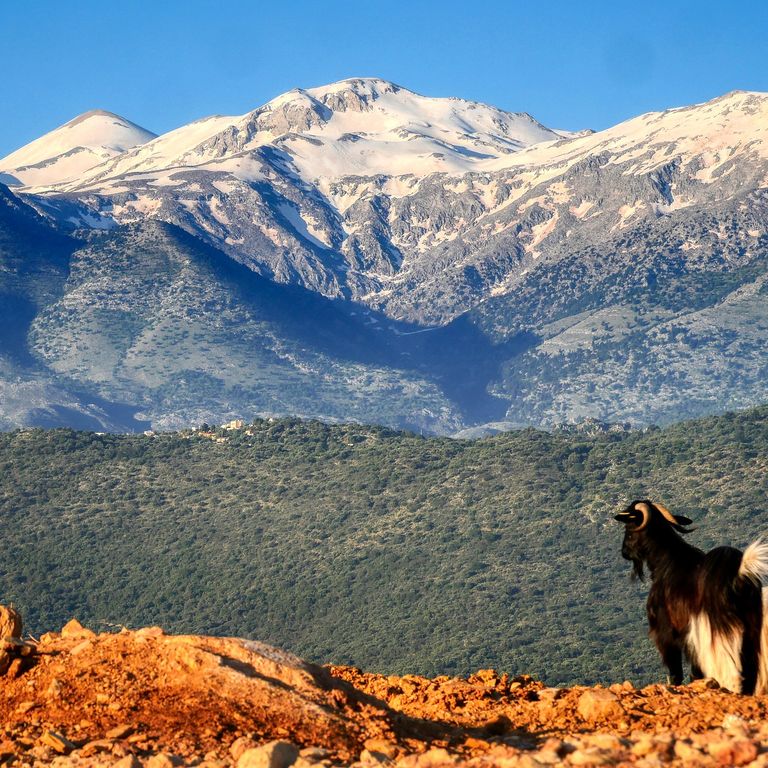 Kretas weisse Berge mit Ziege